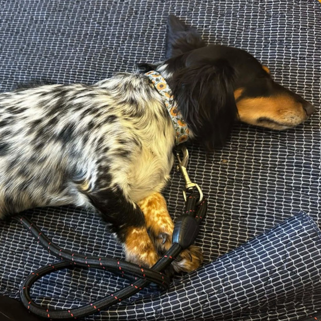 Photo of Betsy 