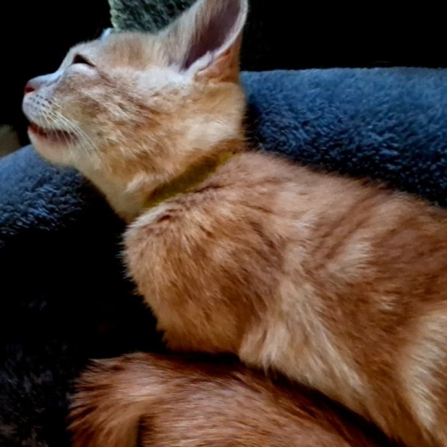 Photo of Rocket