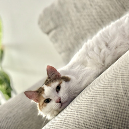 💛Cassie💛 - Domestic Medium Hair (DMH) Cat