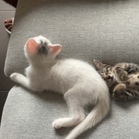 Photo of Marshmallow