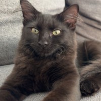 Photo of Nera