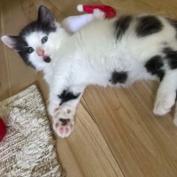 Photo of Yoshi