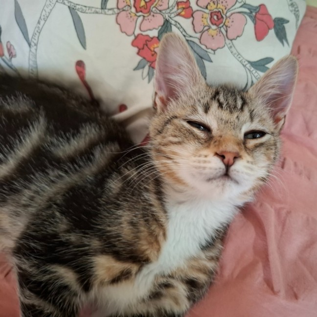 Photo of Blush ** 2nd Chance Cat Rescue **