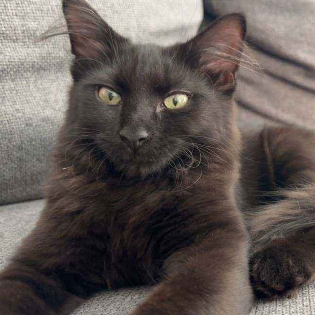 Photo of Nera