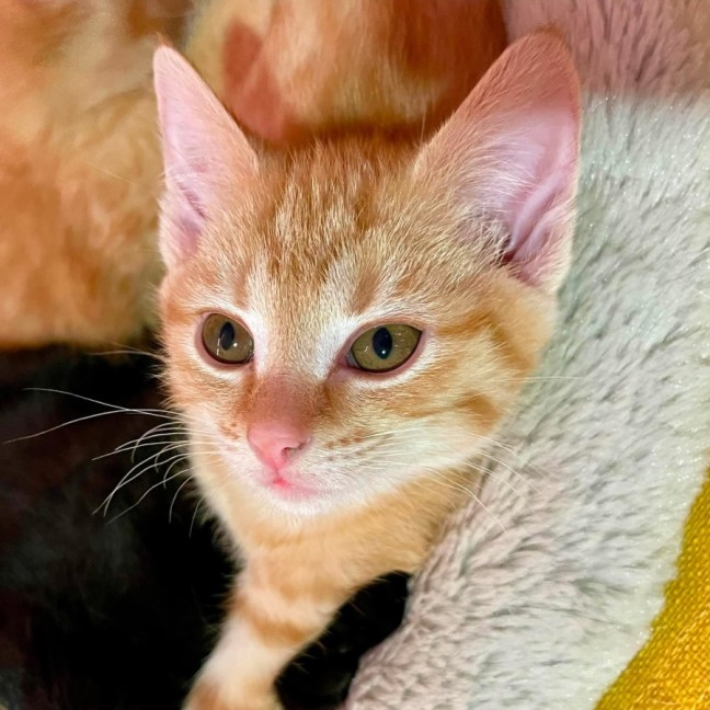 Photo of Peach