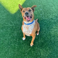 Photo of Jaks Imp 1580