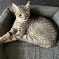 Photo of Aurora   Located In Bentleigh East