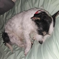 Photo of Fluffy