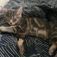 Photo of Loki 