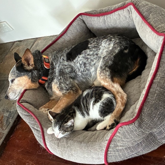 Photo of Eli & Salem   9 Week Old Domestic Short Hair