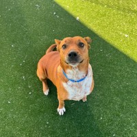 Photo of Jaks Imp 1580