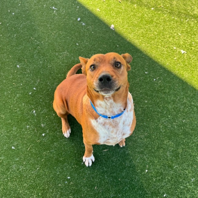 Photo of Jaks Imp 1580