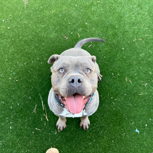 Photo of Wombat Imp 1508