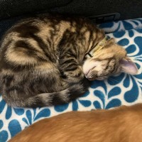 Photo of Naia   In Foster Care In Pakenham