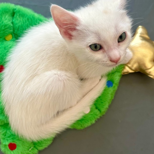 Photo of Coconut