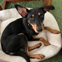 Photo of Melvin