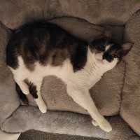 Photo of Lamington