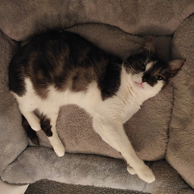 Photo of Lamington