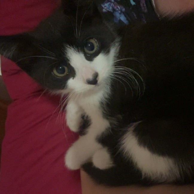 Photo of Gothita ** 2nd Chance Cat Rescue **