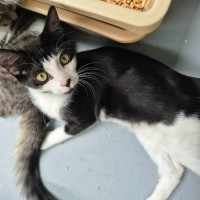 Photo of Pepito ** 2nd Chance Cat Rescue **