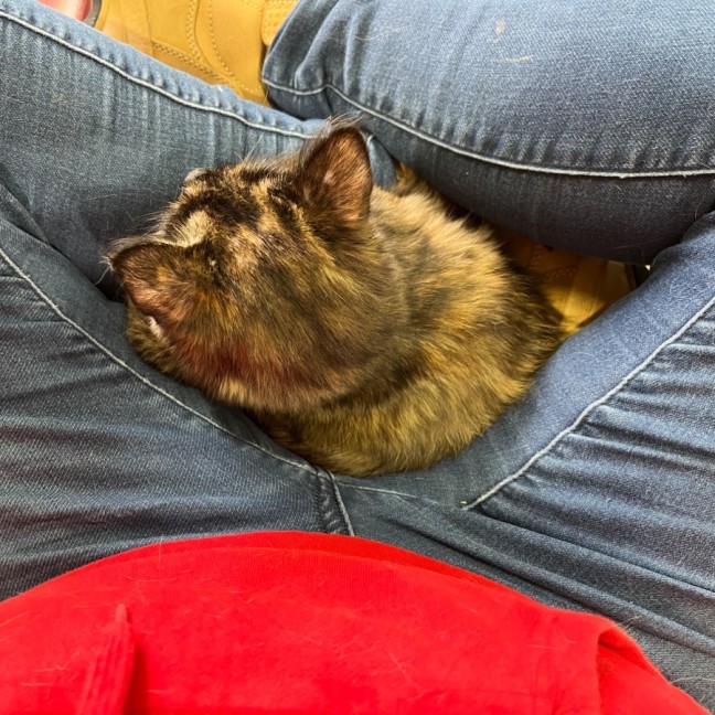 Photo of Kitsu *9 Lives Project Rescue*