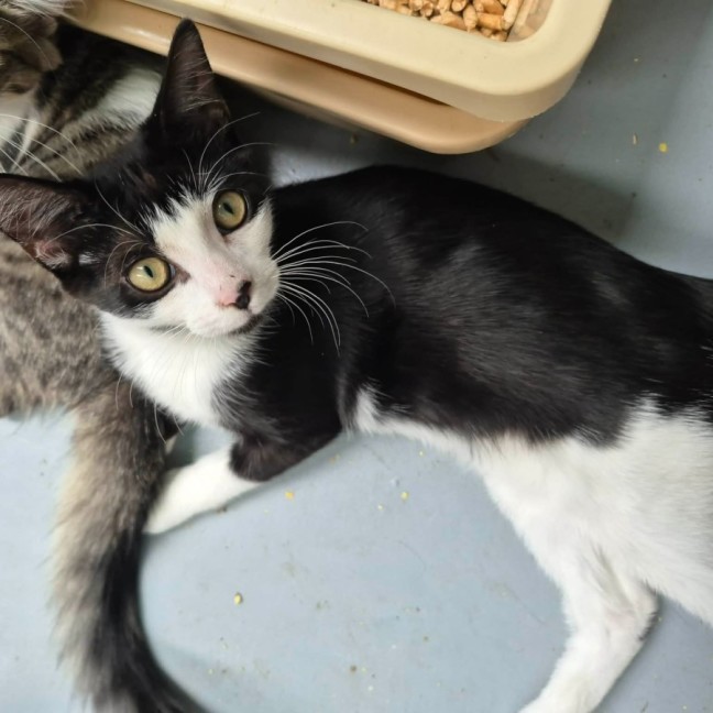 Photo of Pepito ** 2nd Chance Cat Rescue **