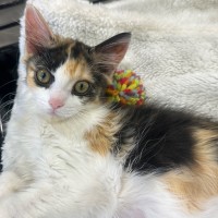 Photo of Cleo 🥰🧶🌸