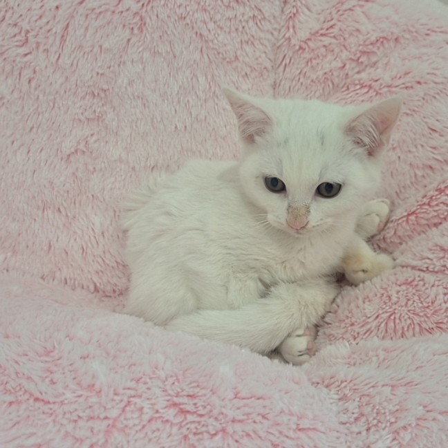 Photo of Elsa