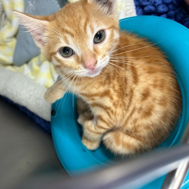 Photo of Crumpet   Located In Ashburton