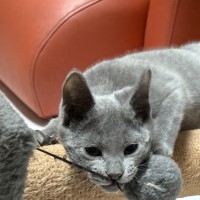 Photo of Dallas 🐶🐾🐶💙