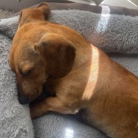 Photo of Roxy