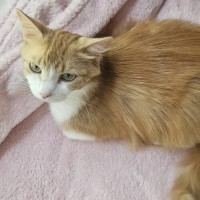 Photo of 💛 Goldie 💛