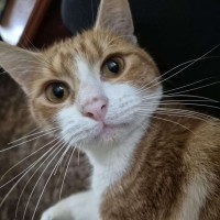 Photo of Pumpkin Patrol Officer