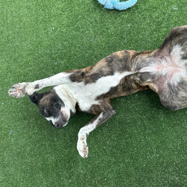 Photo of Rosie Imp 1897