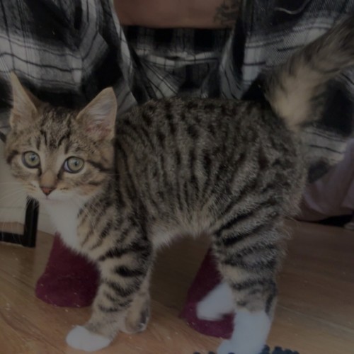 Whiskey - Domestic Short Hair (DSH) Cat