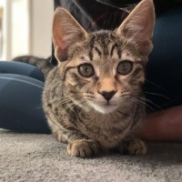 Photo of Nala *9 Lives Project Rescue*