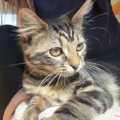 Pinky - Domestic Medium Hair (DMH) Cat