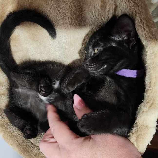 Photo of Saffie
