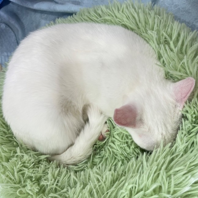 Photo of Snowy *9 Lives Project Rescue*