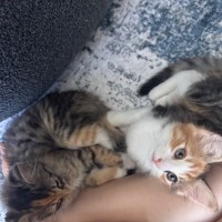 Photo of Jalapeno & Mozzarella