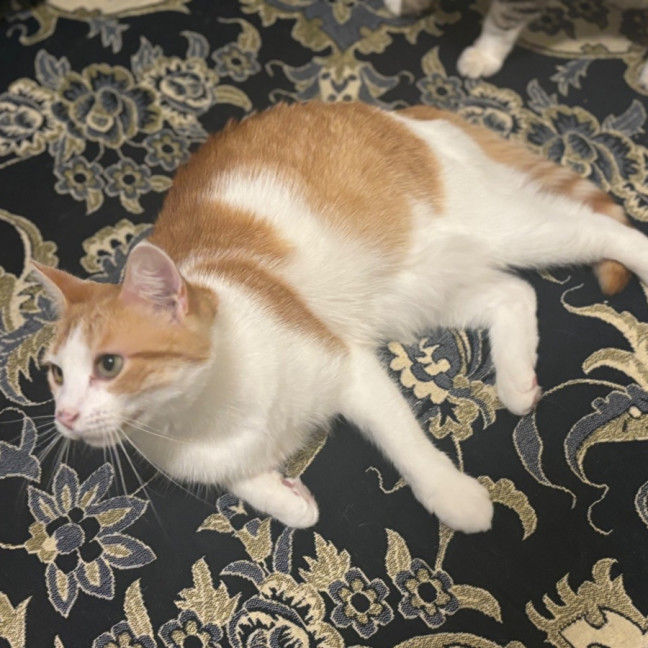 Photo of Ariel **2nd Chance Cat Rescue**