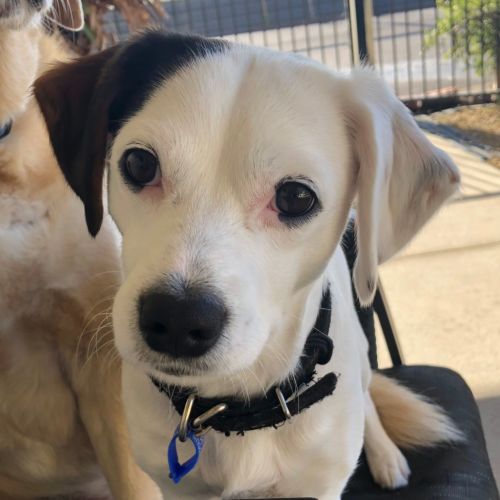 Oscar ~ 17mo Jack Russell X (On Trial 29/11/2020)