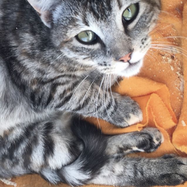 Photo of Enchanting Ember   Loves Dogs!