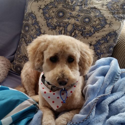 Dottie