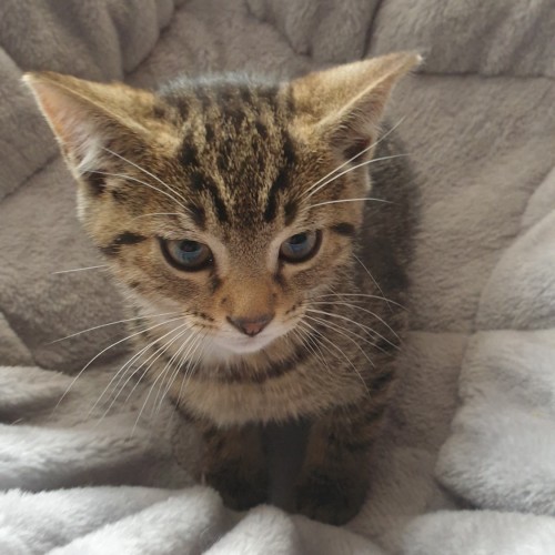 Pedro