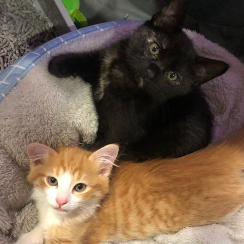 Billie & Bobby ~ Kitten duo (on trial 11/11/20)