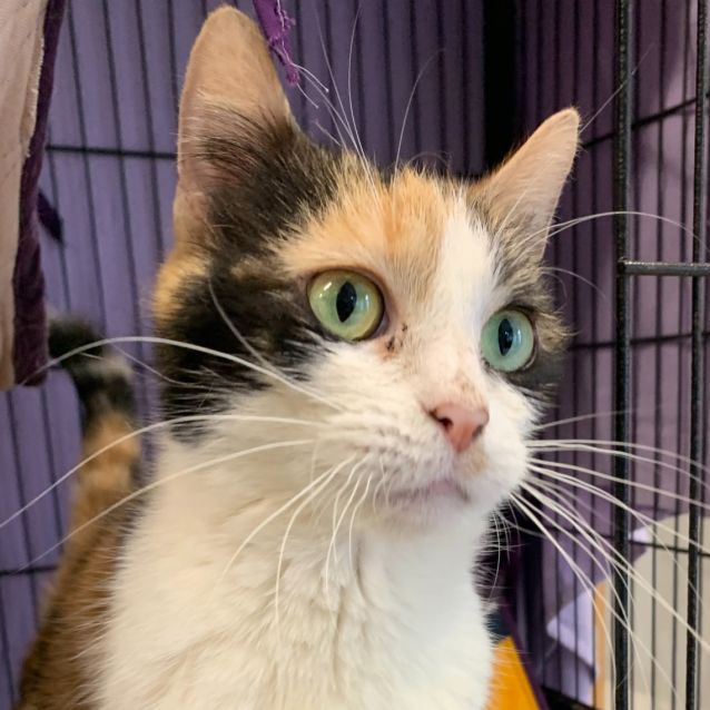 Photo of Patchy