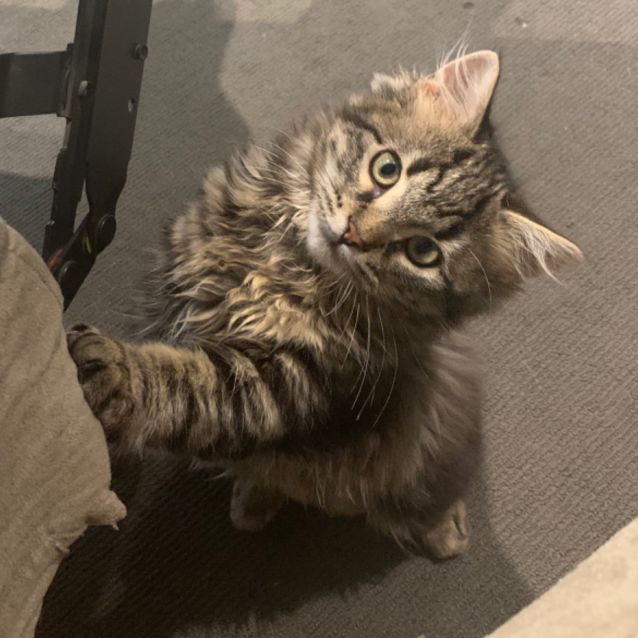 Photo of Hazelnut (And Perdita)