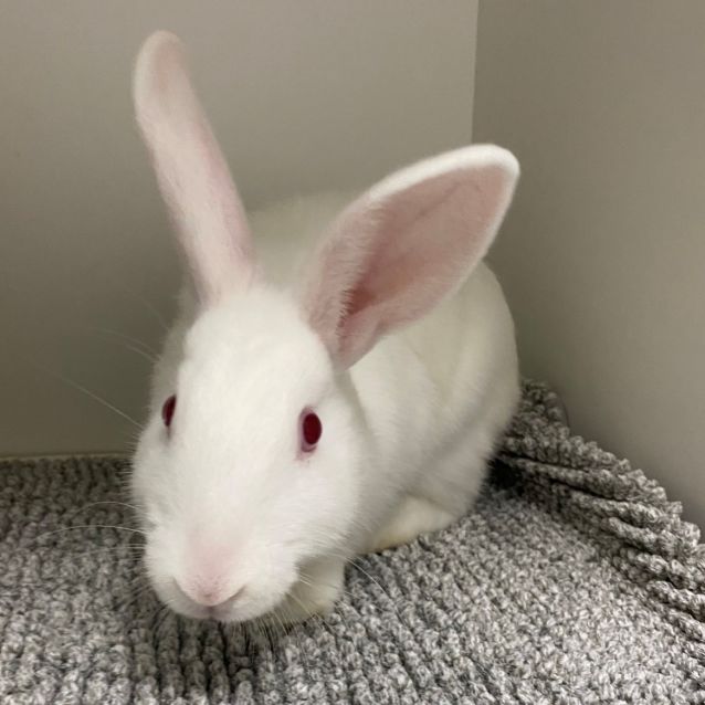 Photo of Warren Bobtail