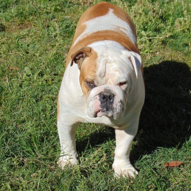 Photo of Odie